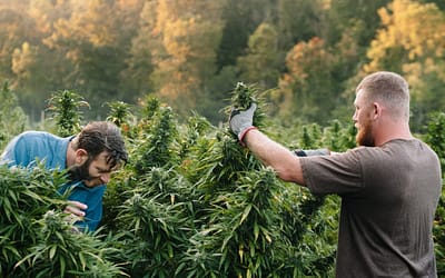 Future of Cannabis in Canada